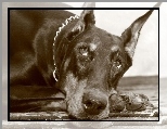 Doberman, Spojrzenie, Obro�a